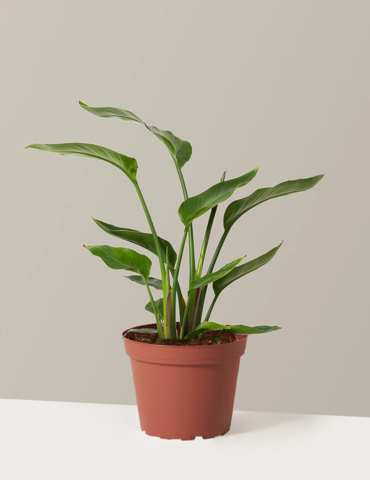 Product image 72