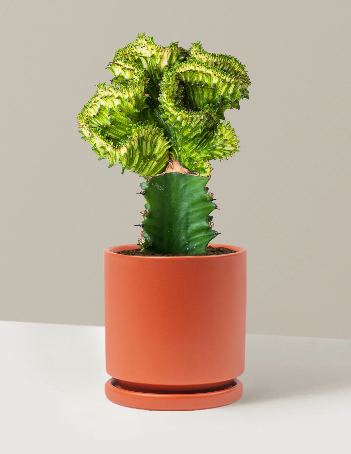 Product image 60