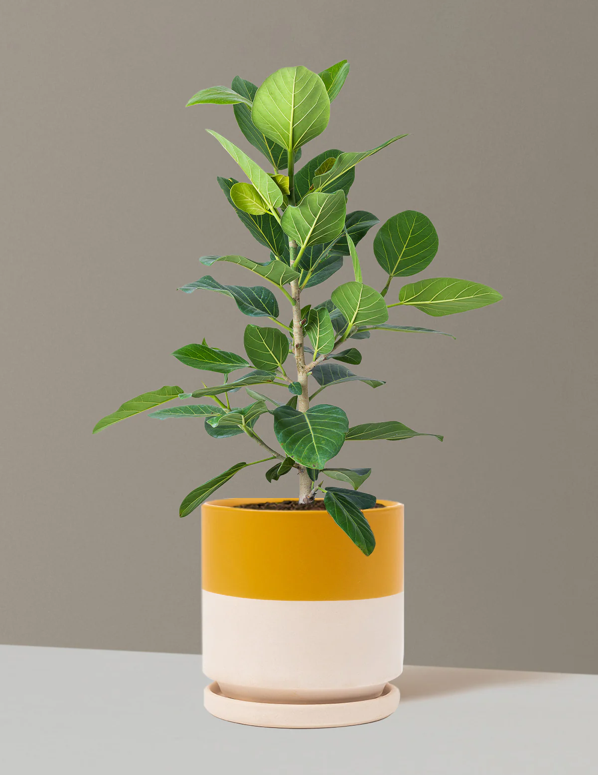 Product image 68