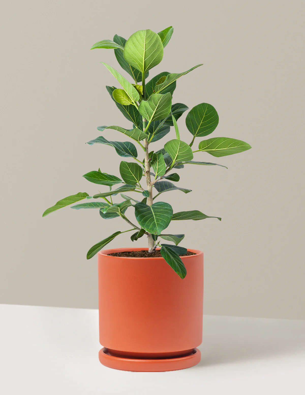 Product image 70