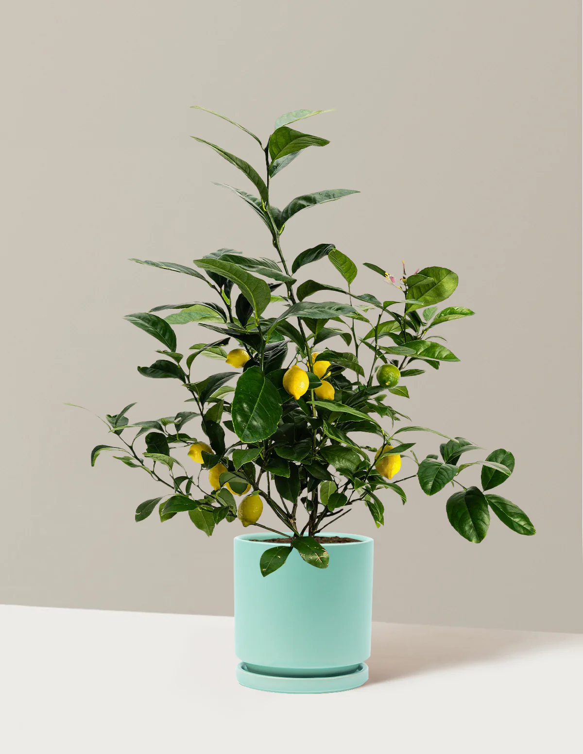 Product image 65