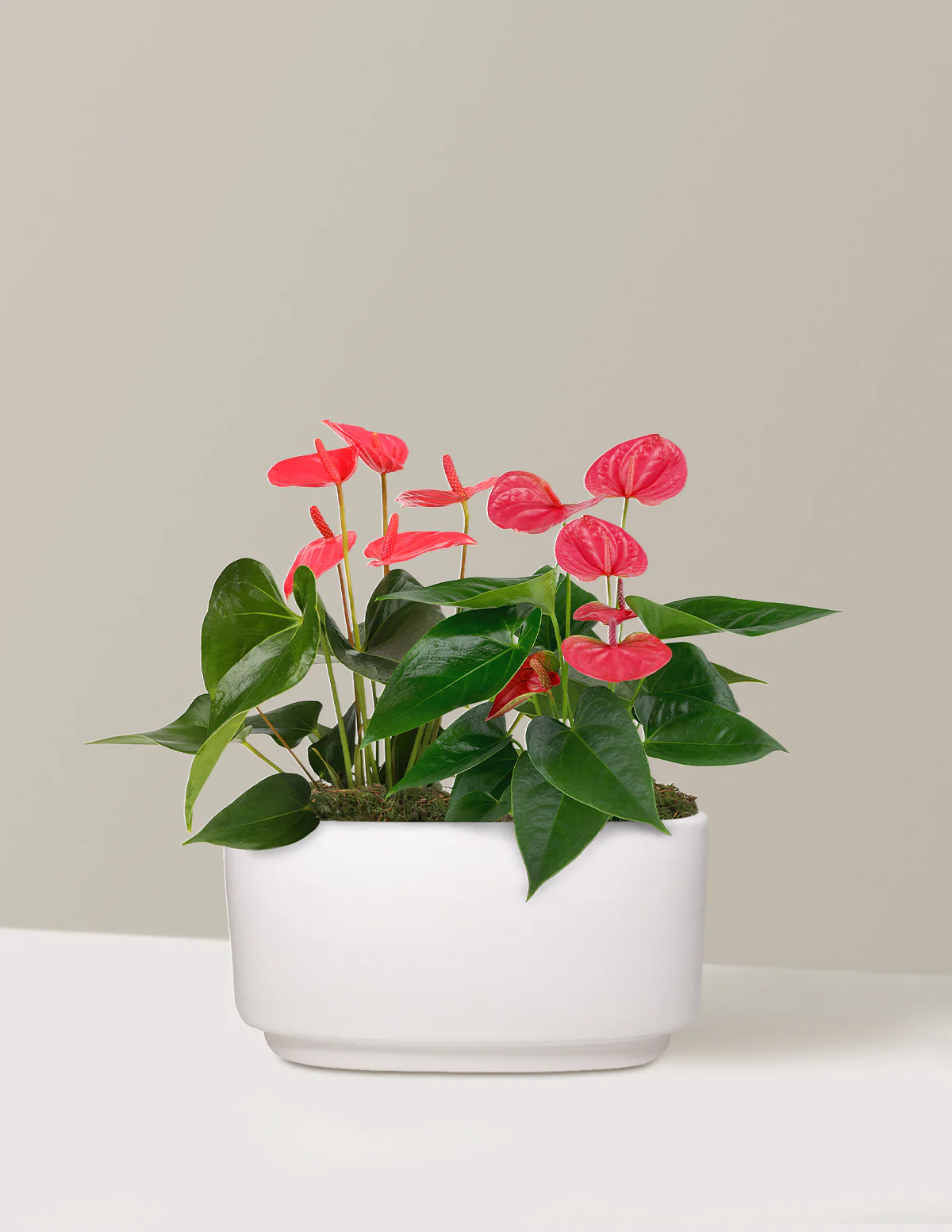 Best Seller Plants