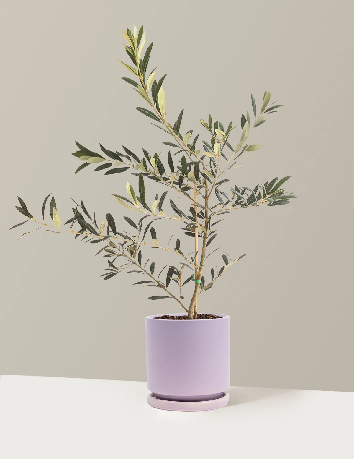 Product image 81