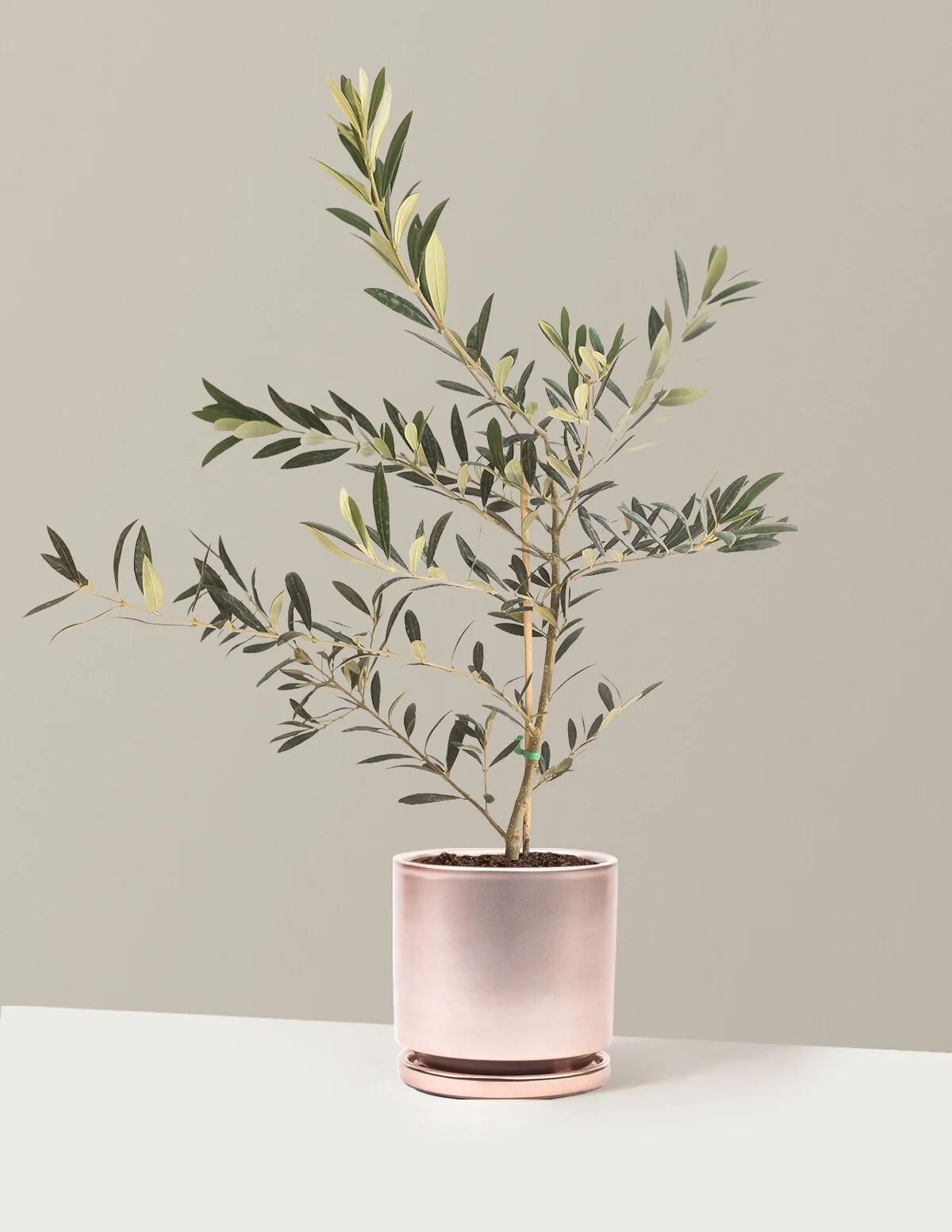 Product image 95