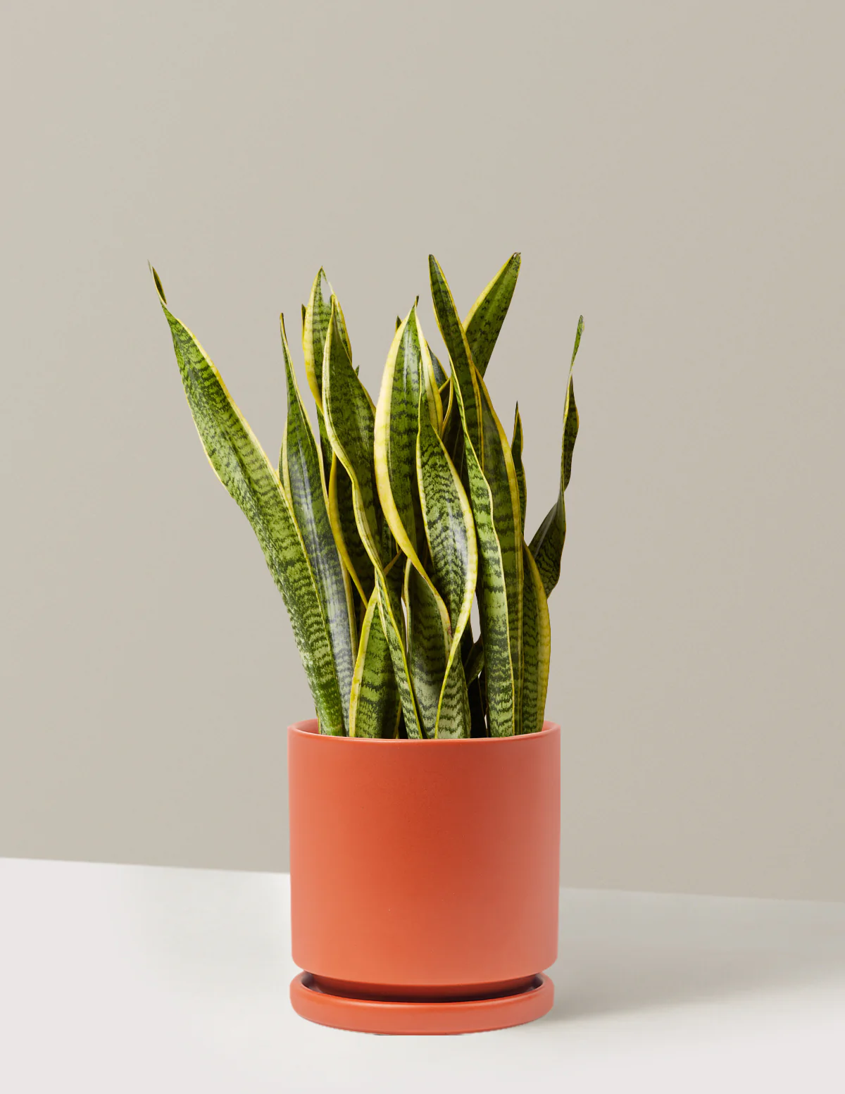 Product image 81