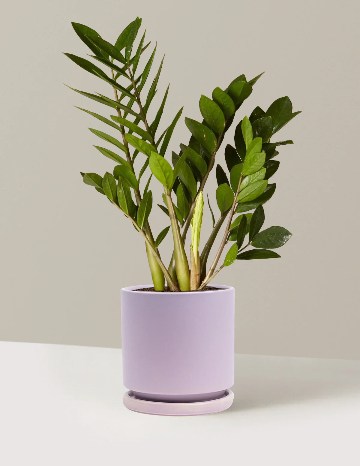 Product image 82
