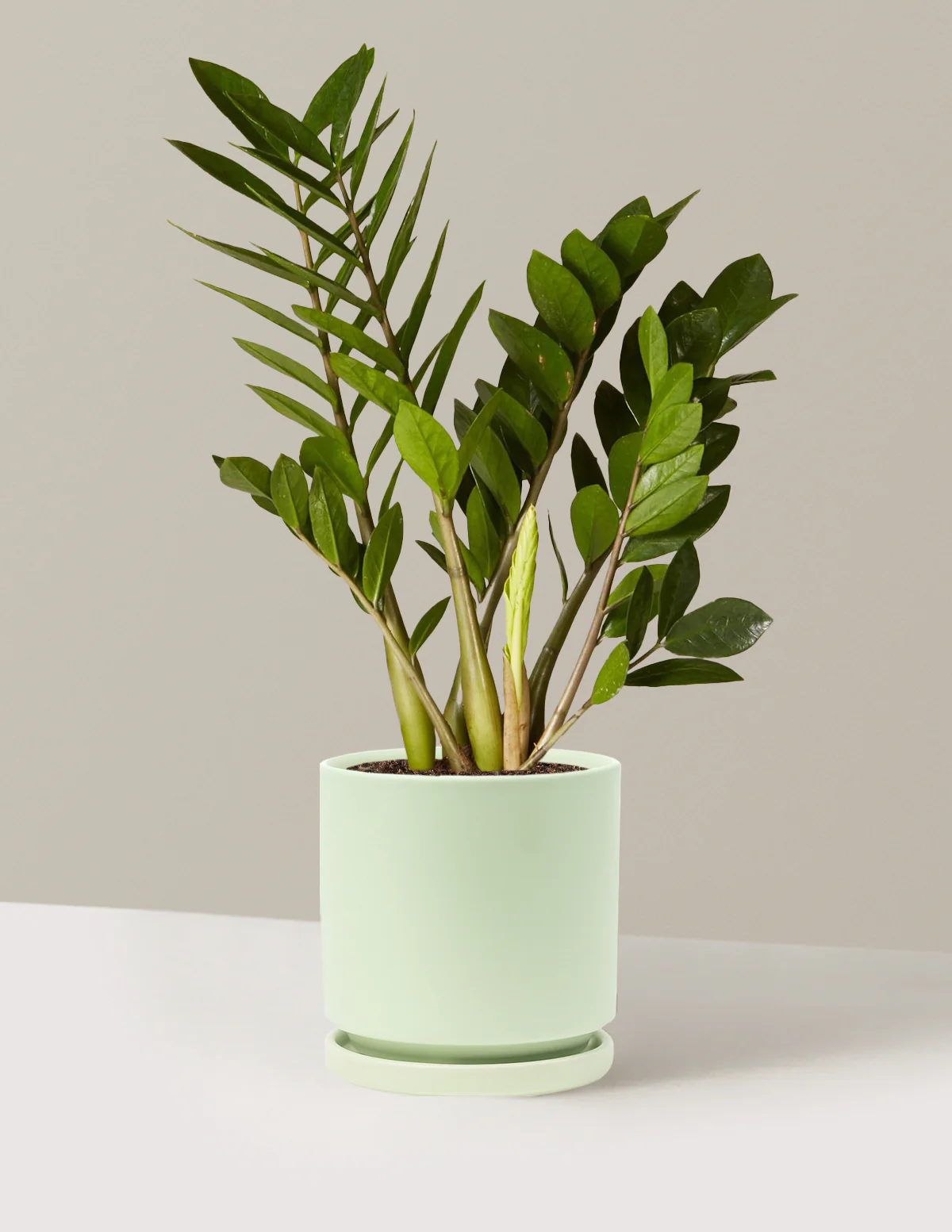Product image 84